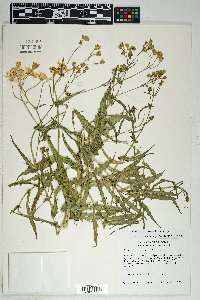 Senecio lemmonii image