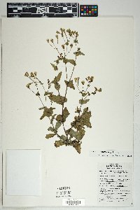 Senecio mohavensis image