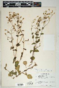 Senecio mohavensis image