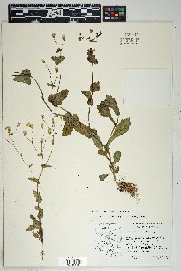 Senecio mohavensis image