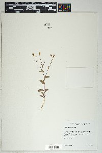 Senecio mohavensis image