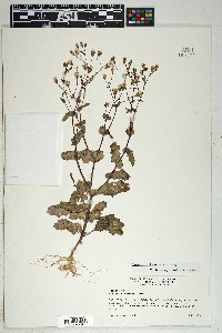 Senecio mohavensis image