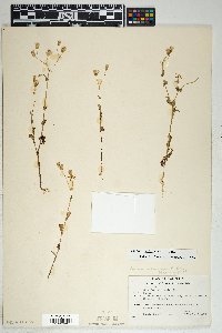 Senecio mohavensis image