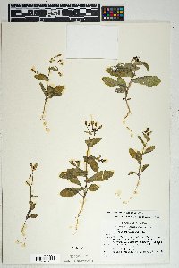 Senecio mohavensis image