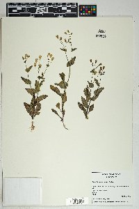 Senecio mohavensis image