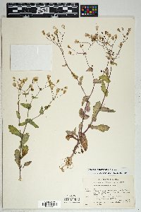 Senecio mohavensis image