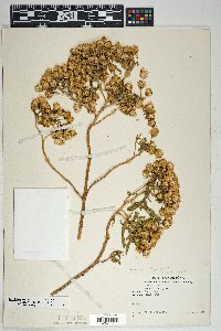 Barkleyanthus salicifolius image