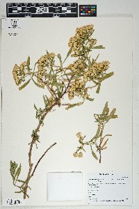 Barkleyanthus salicifolius image