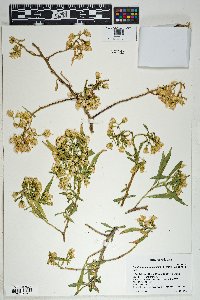 Barkleyanthus salicifolius image