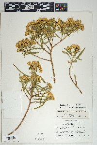 Barkleyanthus salicifolius image