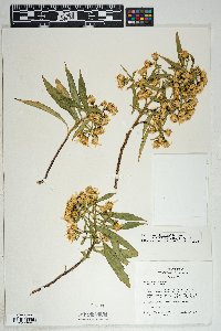 Barkleyanthus salicifolius image