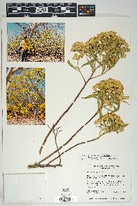 Barkleyanthus salicifolius image