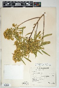 Barkleyanthus salicifolius image