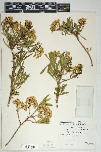 Barkleyanthus salicifolius image