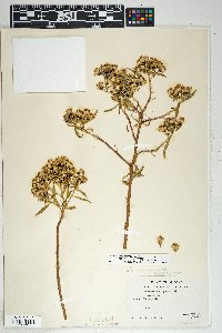 Barkleyanthus salicifolius image