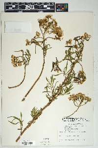 Barkleyanthus salicifolius image