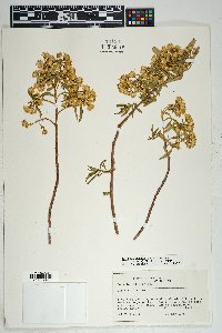 Barkleyanthus salicifolius image