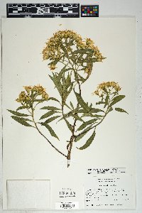 Barkleyanthus salicifolius image