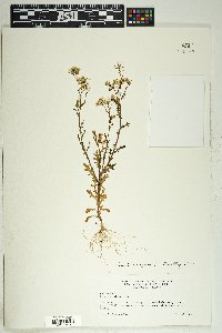 Senecio vulgaris image