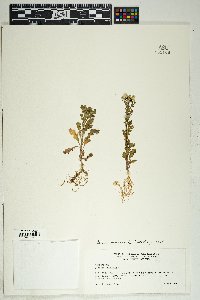 Senecio vulgaris image