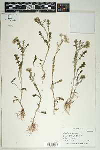 Senecio vulgaris image