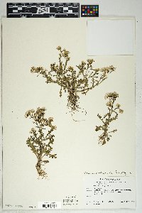 Senecio vulgaris image