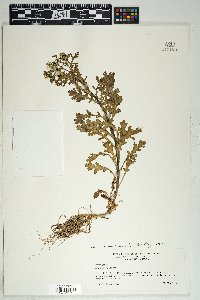 Senecio vulgaris image