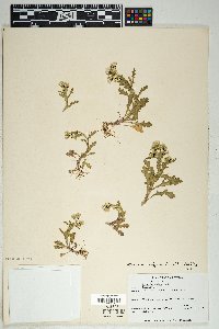 Senecio vulgaris image