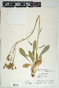 Senecio wootonii image