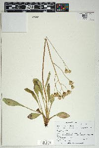 Senecio wootonii image