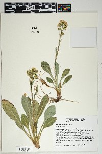 Senecio wootonii image