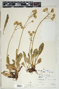 Senecio wootonii image