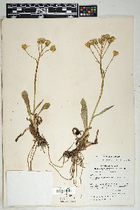 Senecio wootonii image