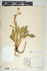 Senecio wootonii image