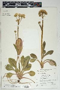 Senecio wootonii image