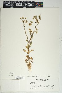 Senecio vulgaris image