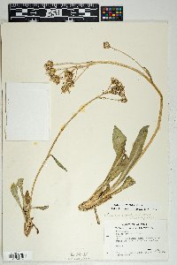 Senecio wootonii image