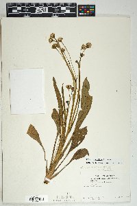 Senecio wootonii image