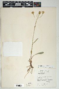 Senecio wootonii image