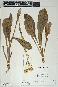 Senecio wootonii image