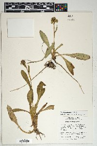 Senecio wootonii image