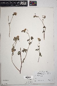 Phacelia distans image