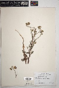 Phacelia distans image