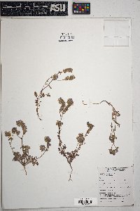 Phacelia distans image