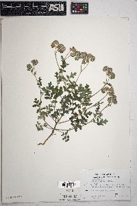 Phacelia distans image