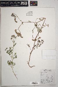 Phacelia distans image