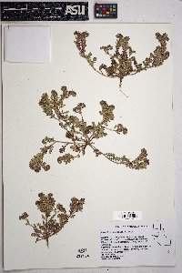 Phacelia thermalis image