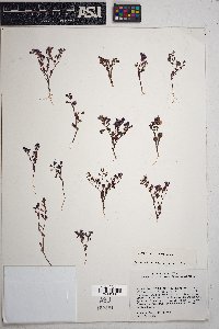 Phacelia filiformis image