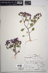 Phacelia pulchella image