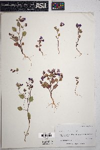 Phacelia pulchella image